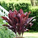  Cordyline fruticosa ‘Auntie Lou’