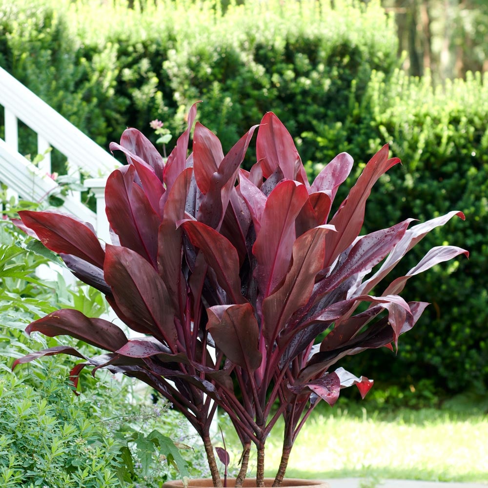 Cordyline fruticosa ‘Auntie Lou’