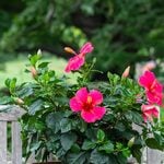  Tropical Hibiscus Tradewinds® 'Passion Wind'