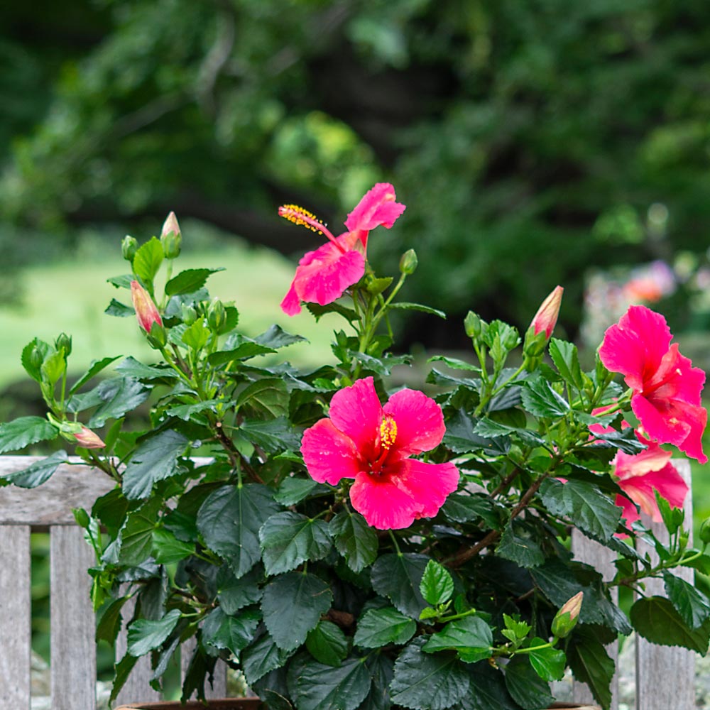 Tropical Hibiscus Tradewinds® 'Passion Wind'