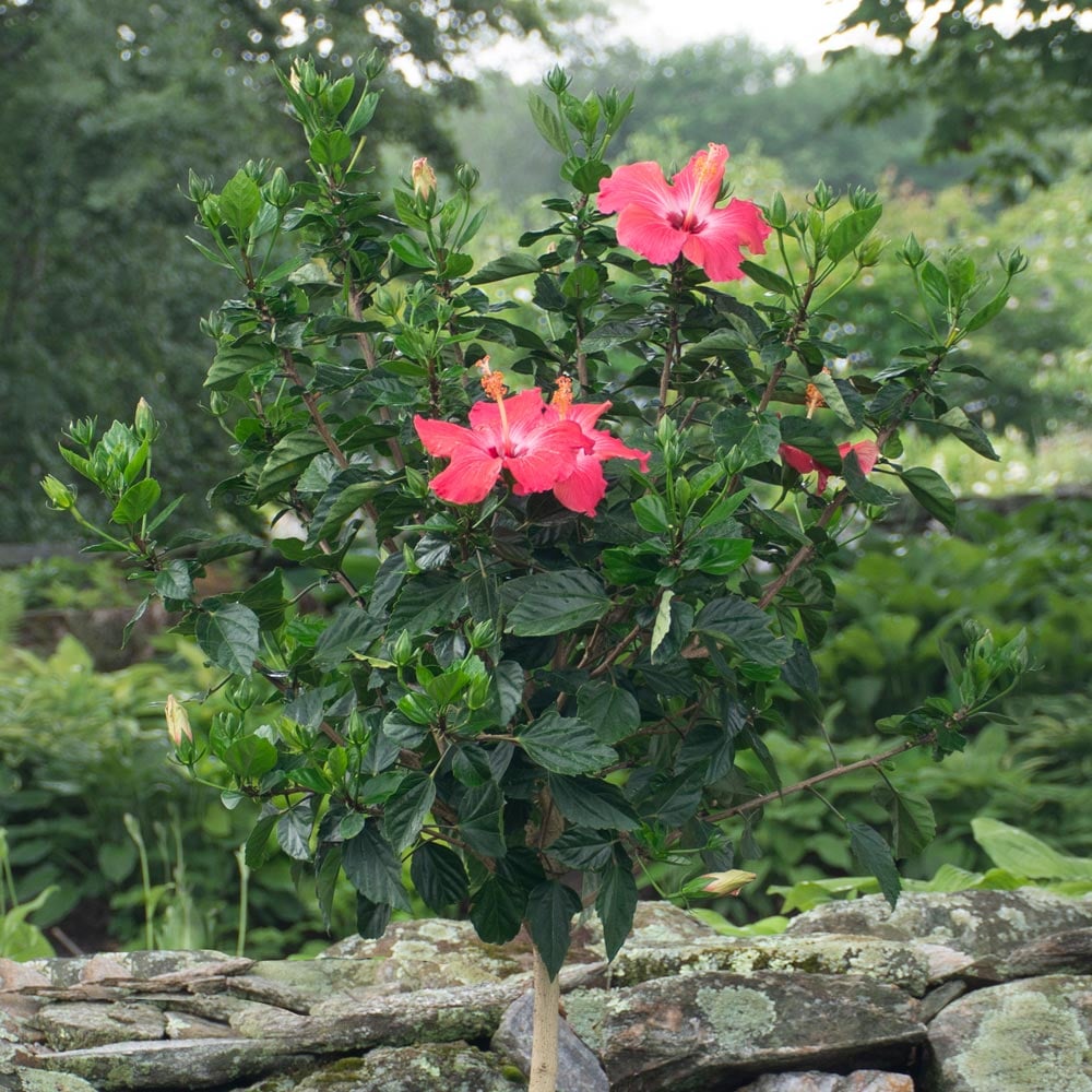 Tropical Hibiscus 'Painted Lady' Topiary