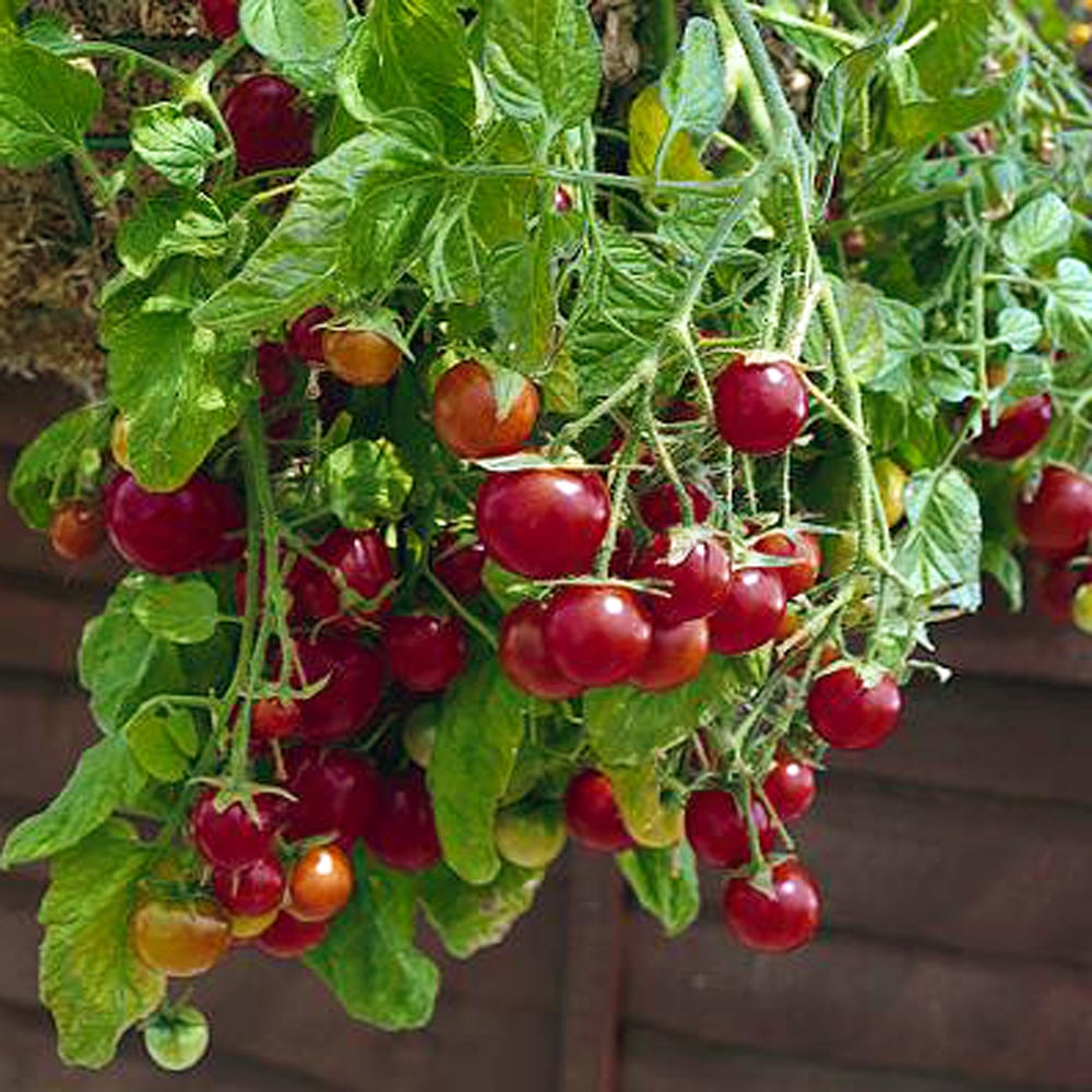 Tomato 'Very Cherry Cascade'