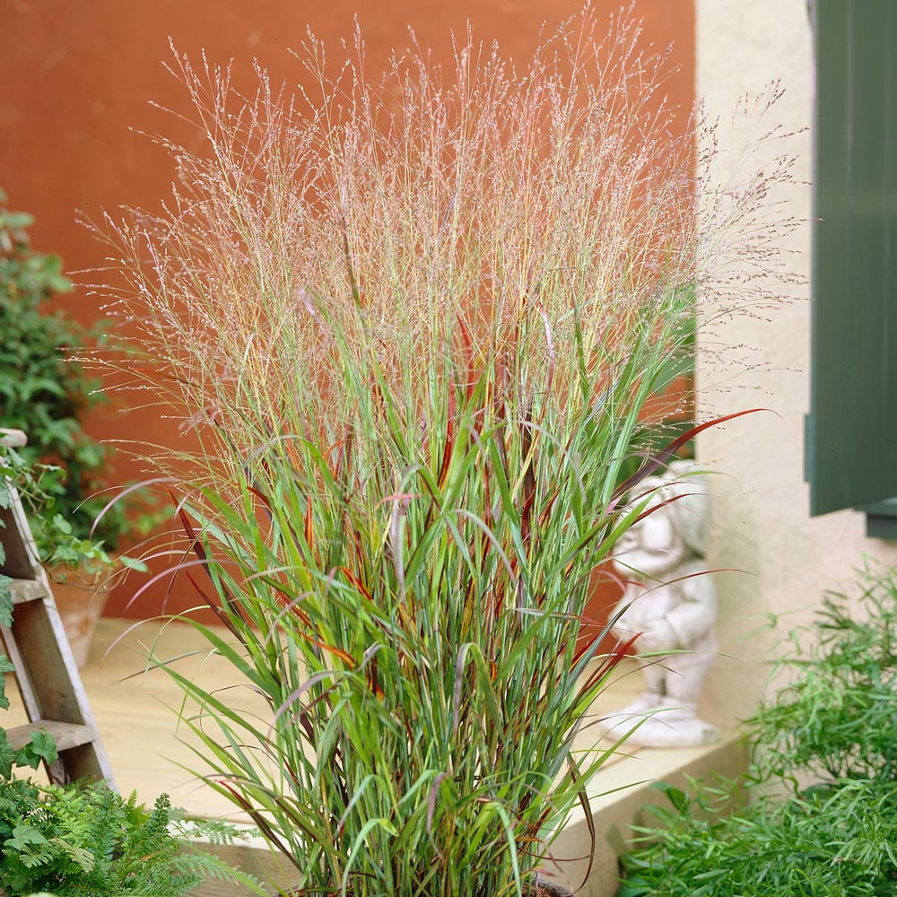 Ornamental Grass: Panicum virgatum 'Shenandoah'