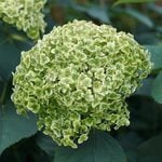 Smooth Hydrangeas