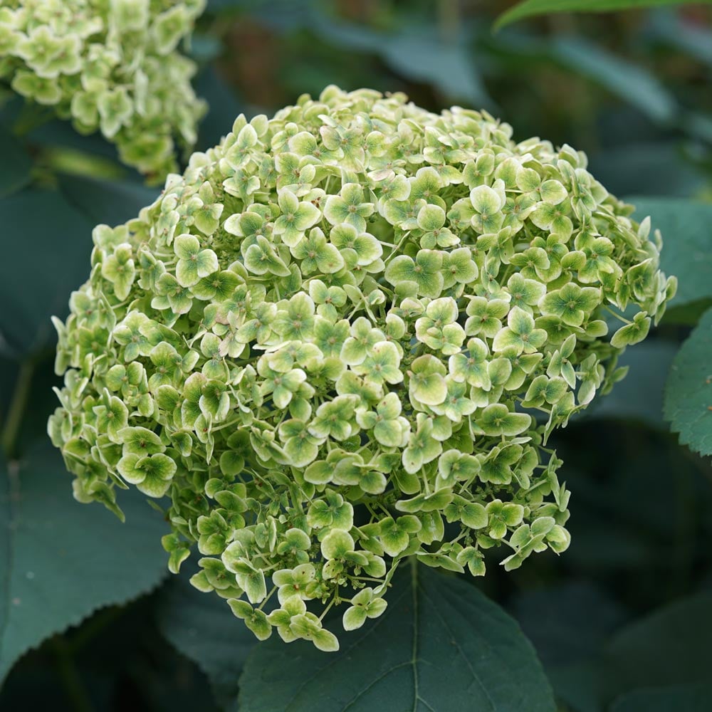 Hydrangea arborescens Invincibelle Sublime™