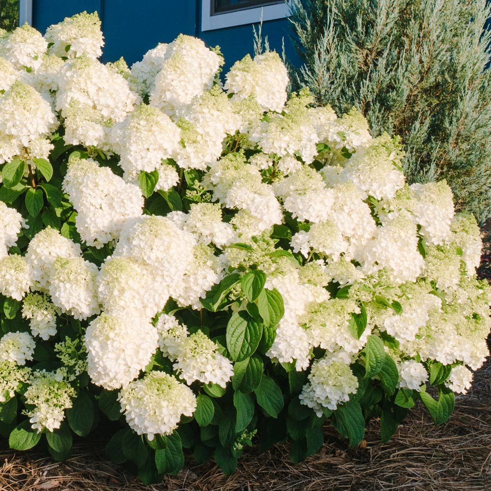 Hydrangea paniculata Little Hottie®