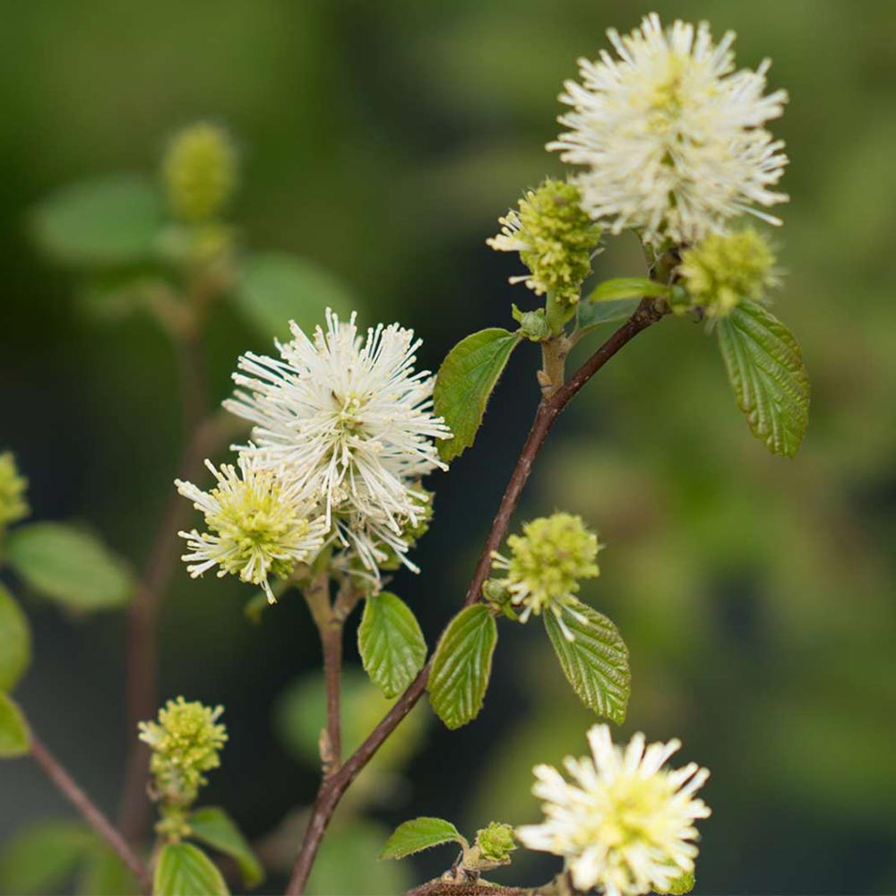Fothergilla x intermedia Legend of the Fall®