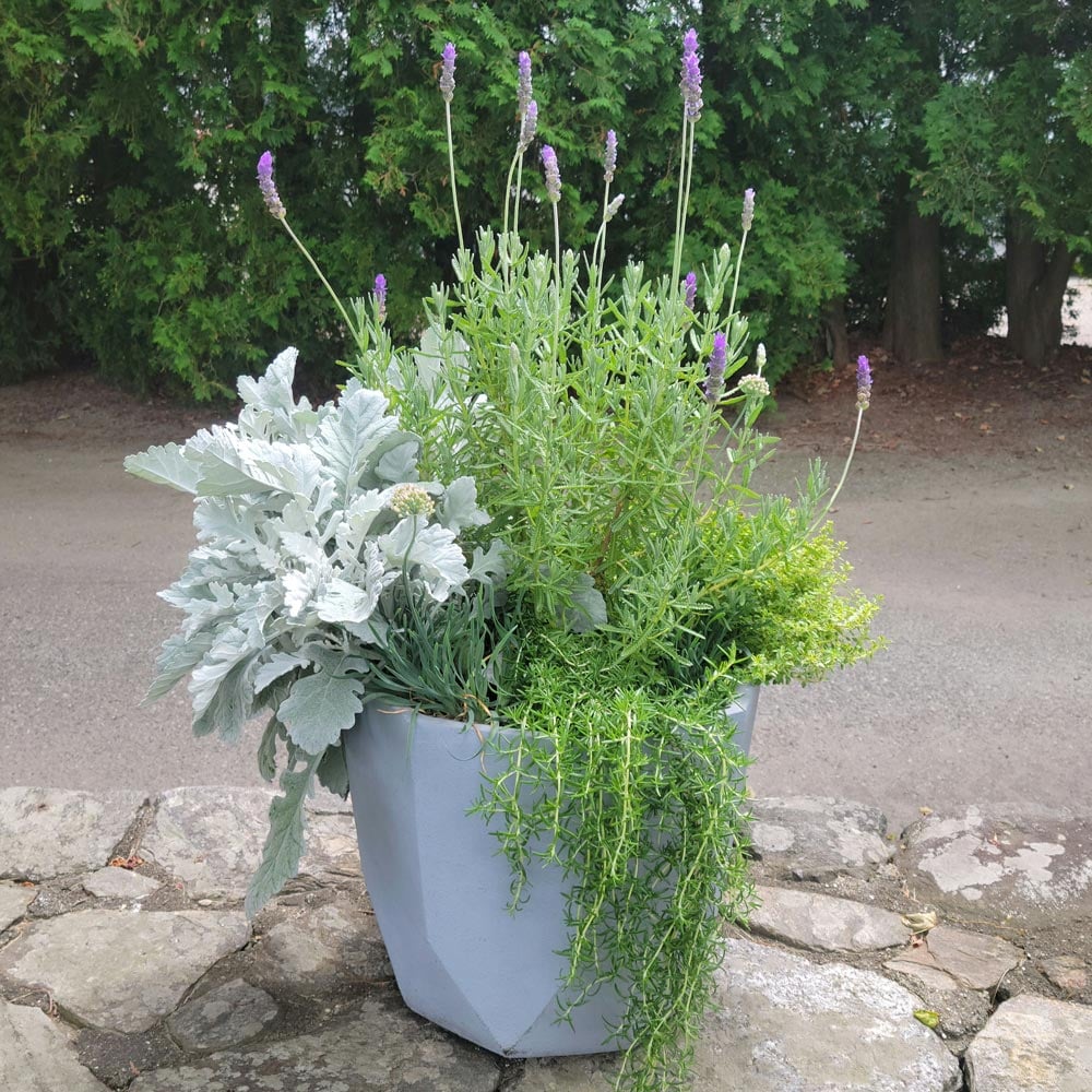 Cook's Cache Herb Collection