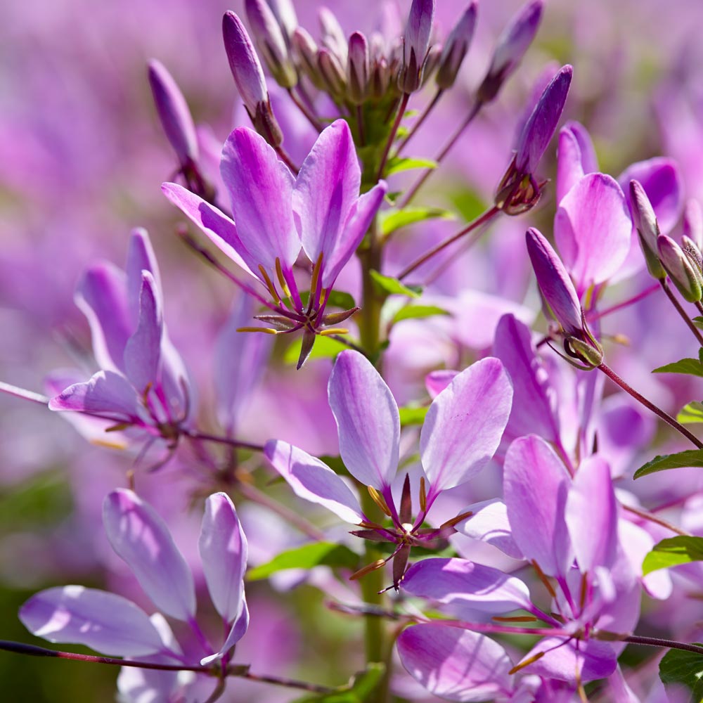 Cleome Clio™ Magenta