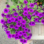  Calibrachoa Cha-Cha™ Deep Blue