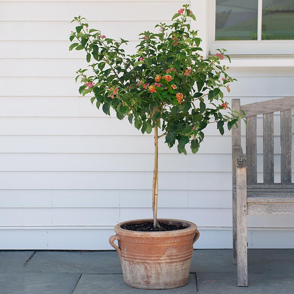 Lantana Confetti™ Topiary