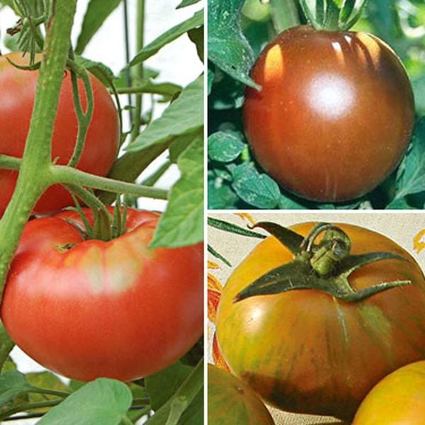 Set of Three Heirloom Tomatoes White Flower Farm