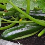  Squash 'Green Machine'