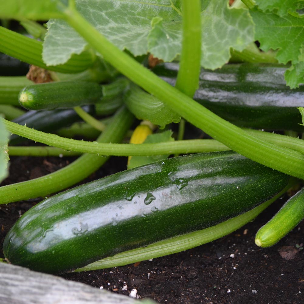 Squash Green Machine, Summer Zucchini