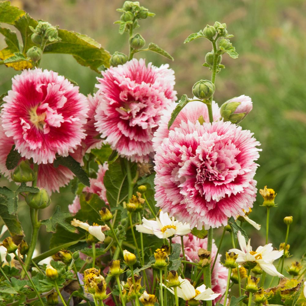 Alcea rosea 'Fiesta Time'