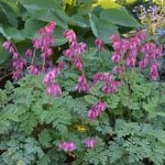  Dicentra 'Luxuriant'