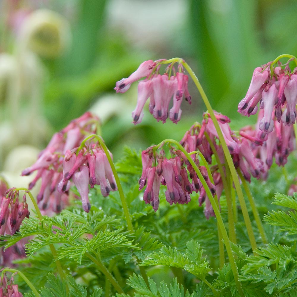 Dicentra 'Luxuriant' White Flower Farm