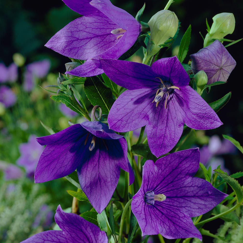 Platycodon grandiflorus