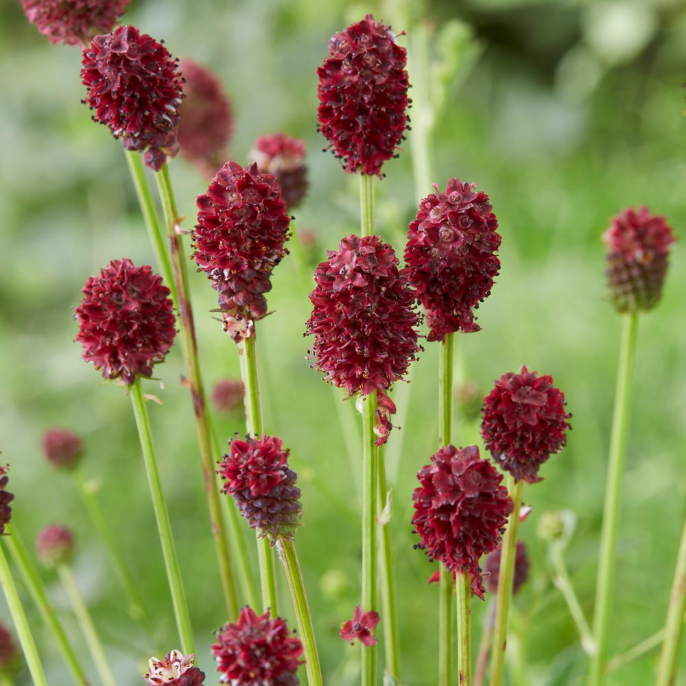 Sanguisorba officinalis