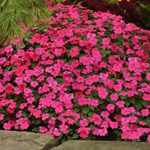  Impatiens walleriana Beacon® Rose