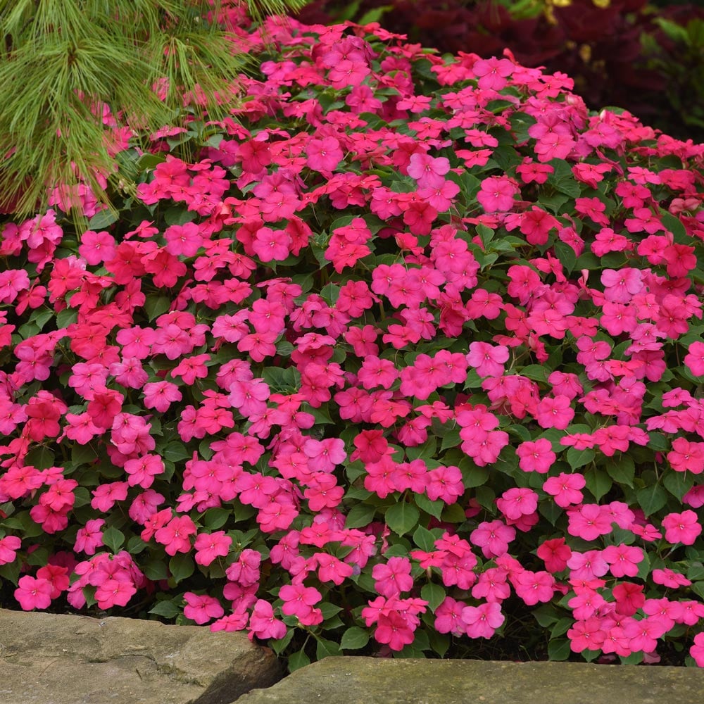 Impatiens walleriana Beacon® Rose