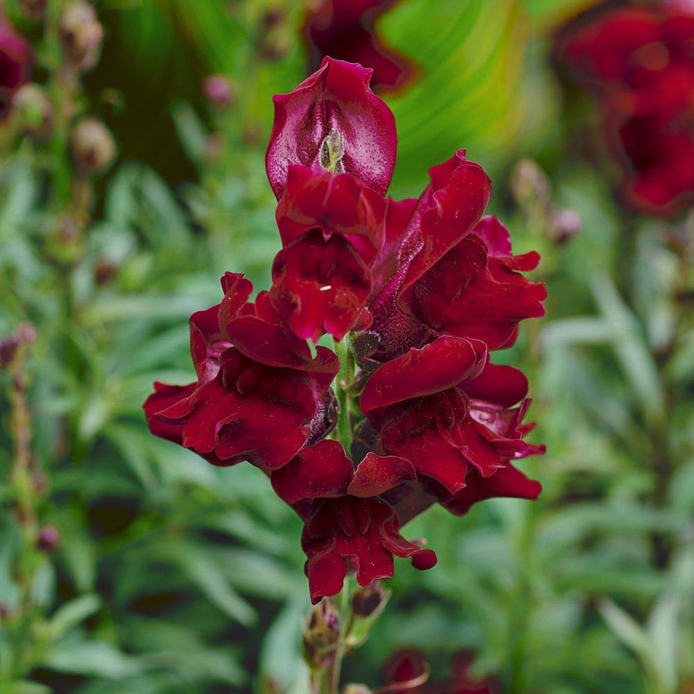 Antirrhinum majus 'Black Prince'