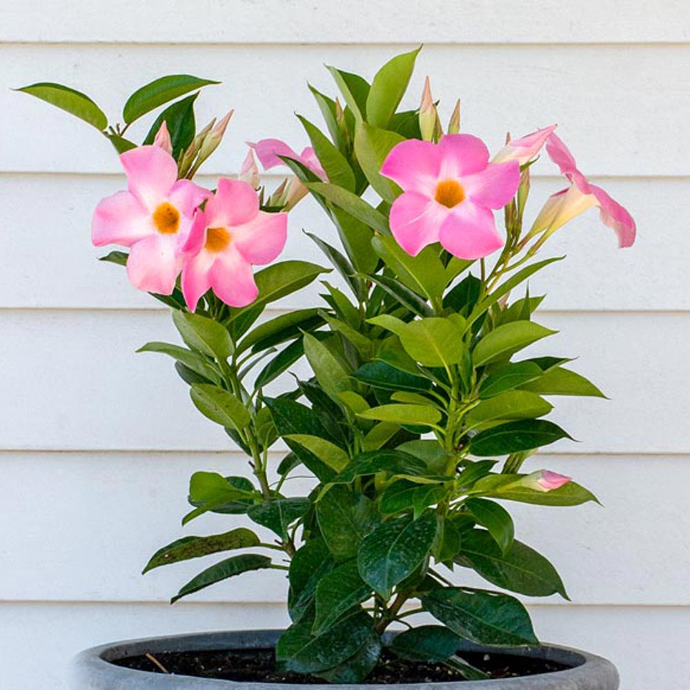 Mandevilla Sun Parasol® Giant Pink