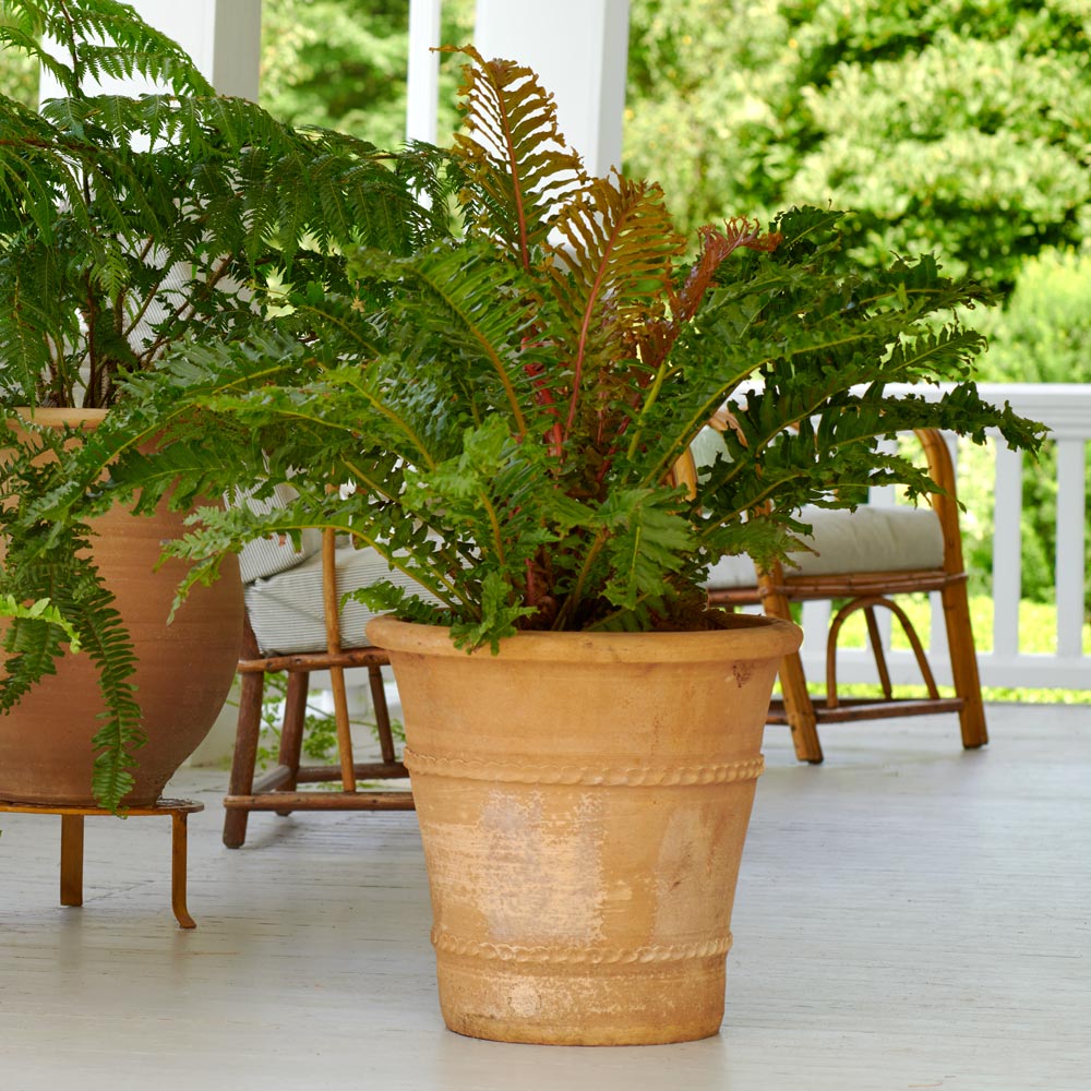 Crested Brazilian Fern