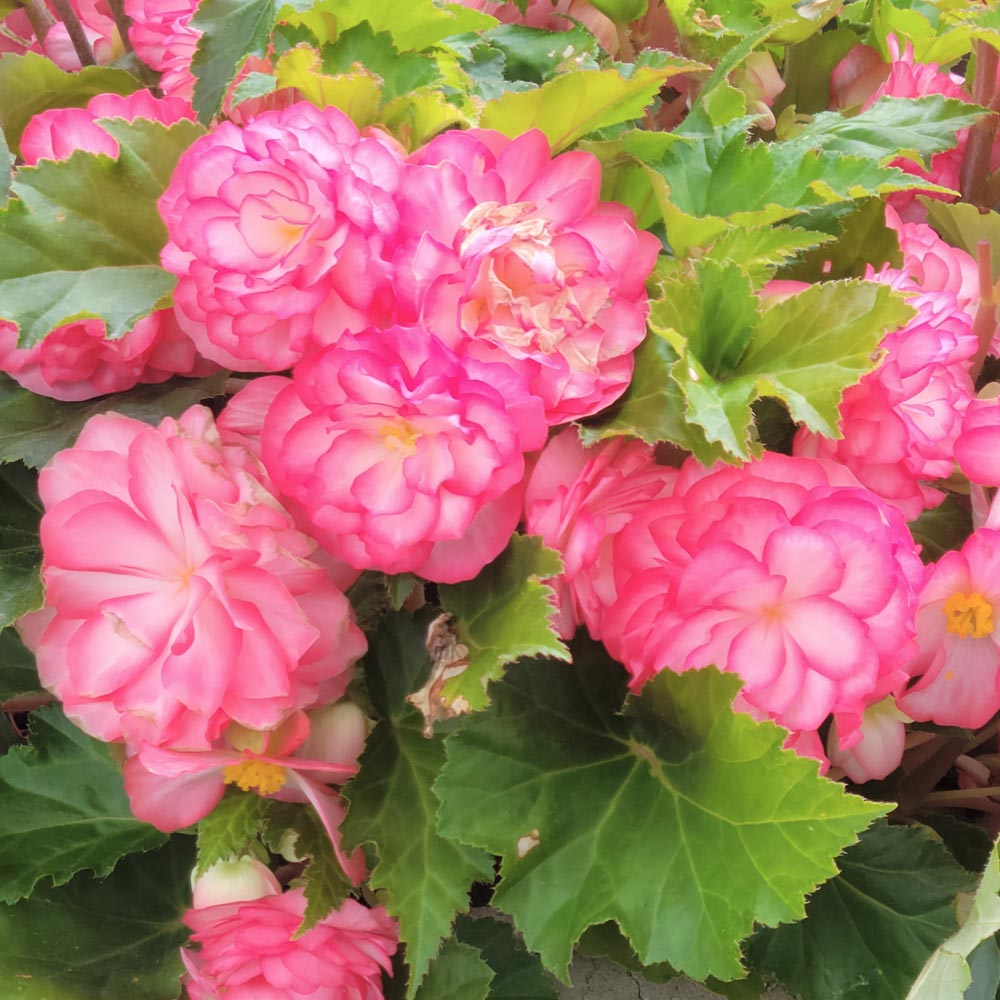 Begonia Nonstop® Rose Picotee White Flower Farm