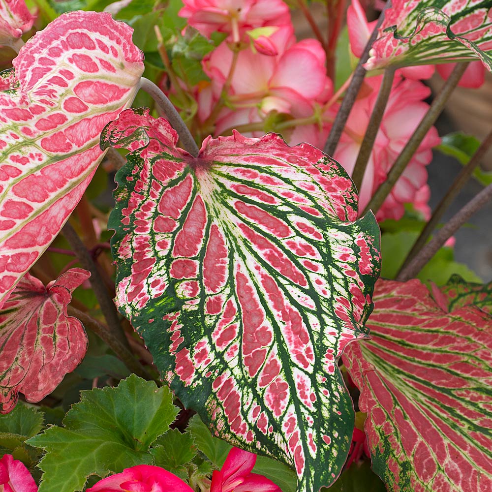 Caladium 'Sparkler'