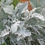  Senecio 'Silver Gleam'