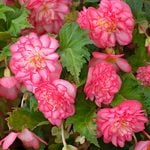  Begonia Nonstop® Rose Picotee