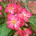  Begonia Sun Dancer™ White Pink Picotee