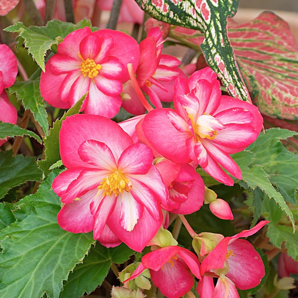 Begonia Sun Dancer™ White Pink Picotee