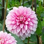  Dahlia 'Strawberry Cream'