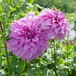  Dahlia 'Vassio Meggos'