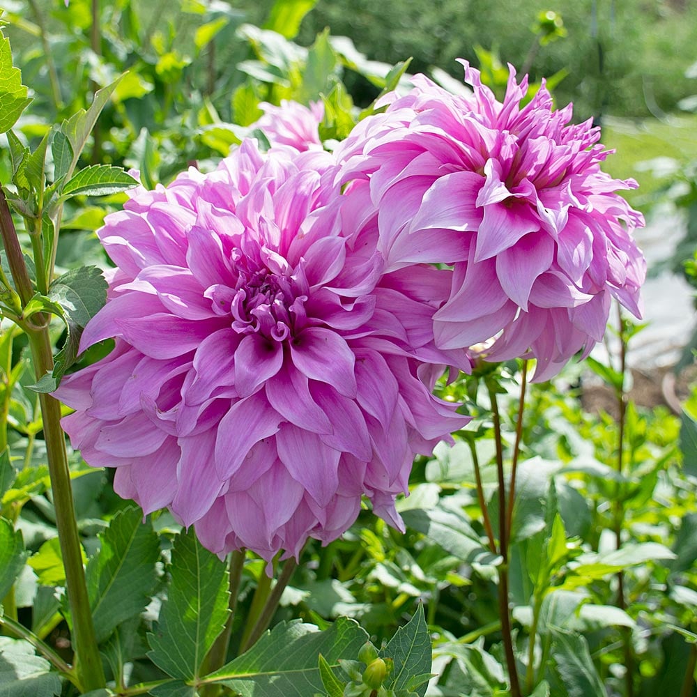 Dahlia 'Vassio Meggos'