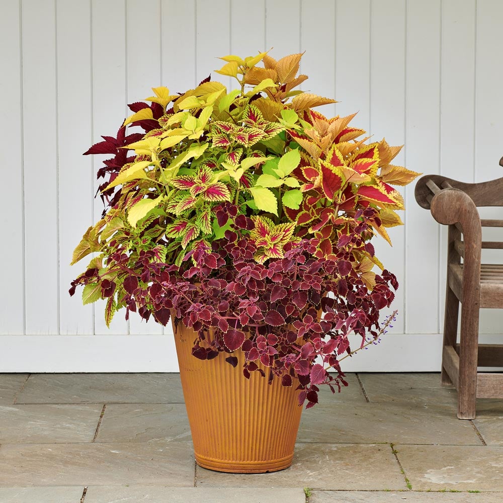 Variety Show Coleus Annual Collection
