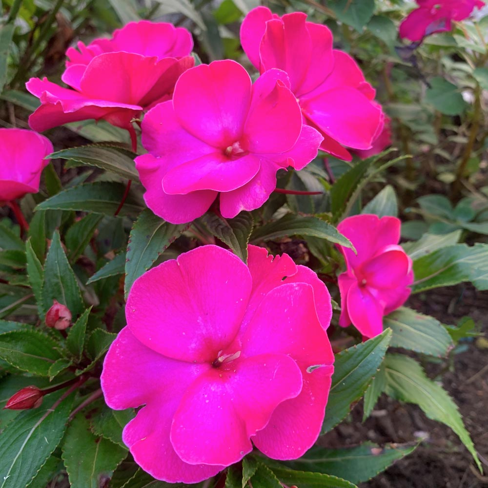 Impatiens Roller Coaster Hot Pink