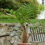  Australian Tree Fern