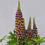  Lupinus Staircase® Dark Blue & Yellow