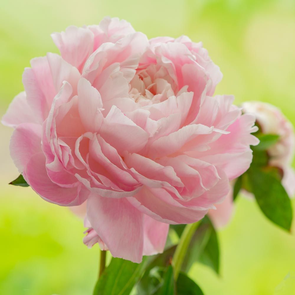 Peonies sale