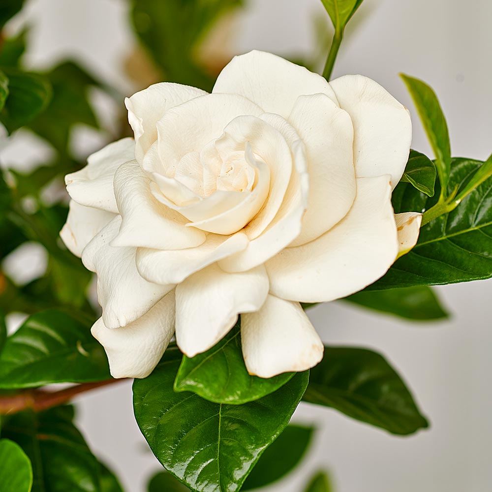 Gardenia jasminoides 'Aimee'