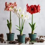 A Classic Trio of Amaryllis, 3 bulbs in nursery pots