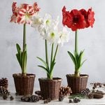  A Classic Trio of Amaryllis, 3 bulbs in woven baskets