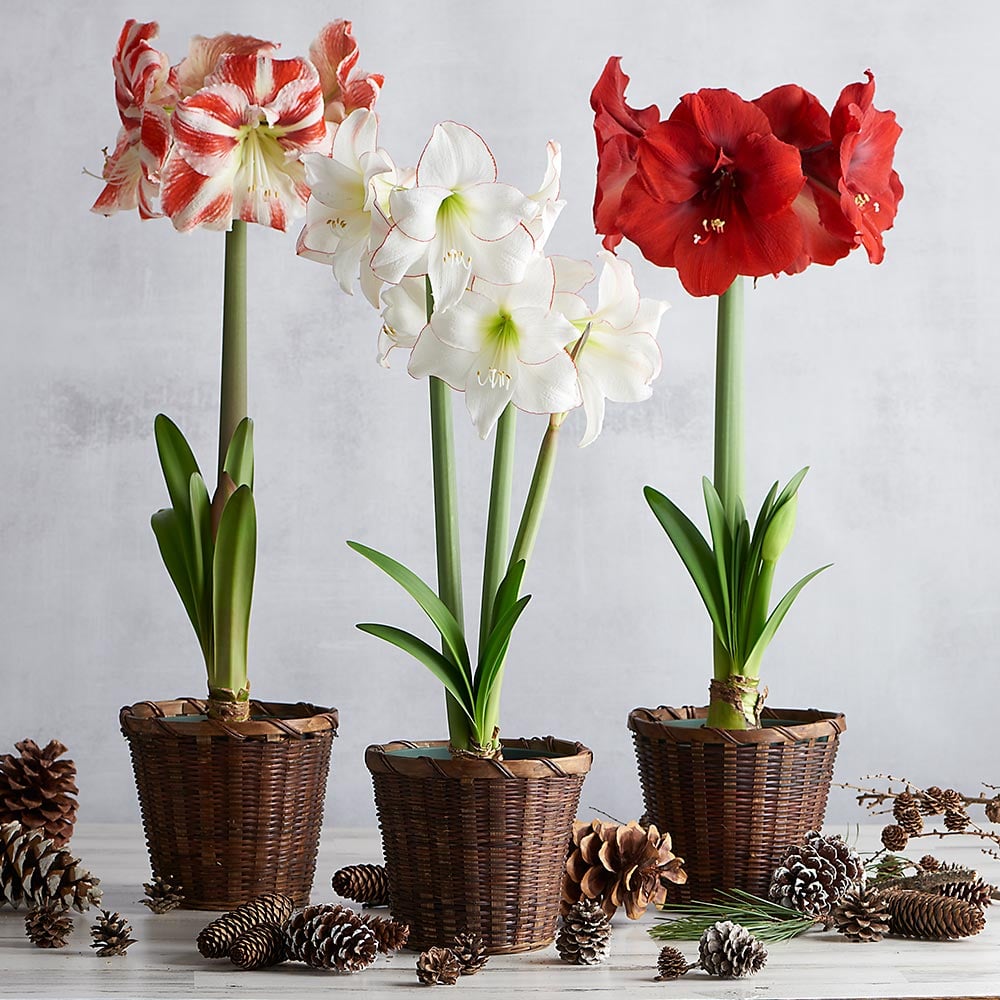 A Classic Trio of Amaryllis