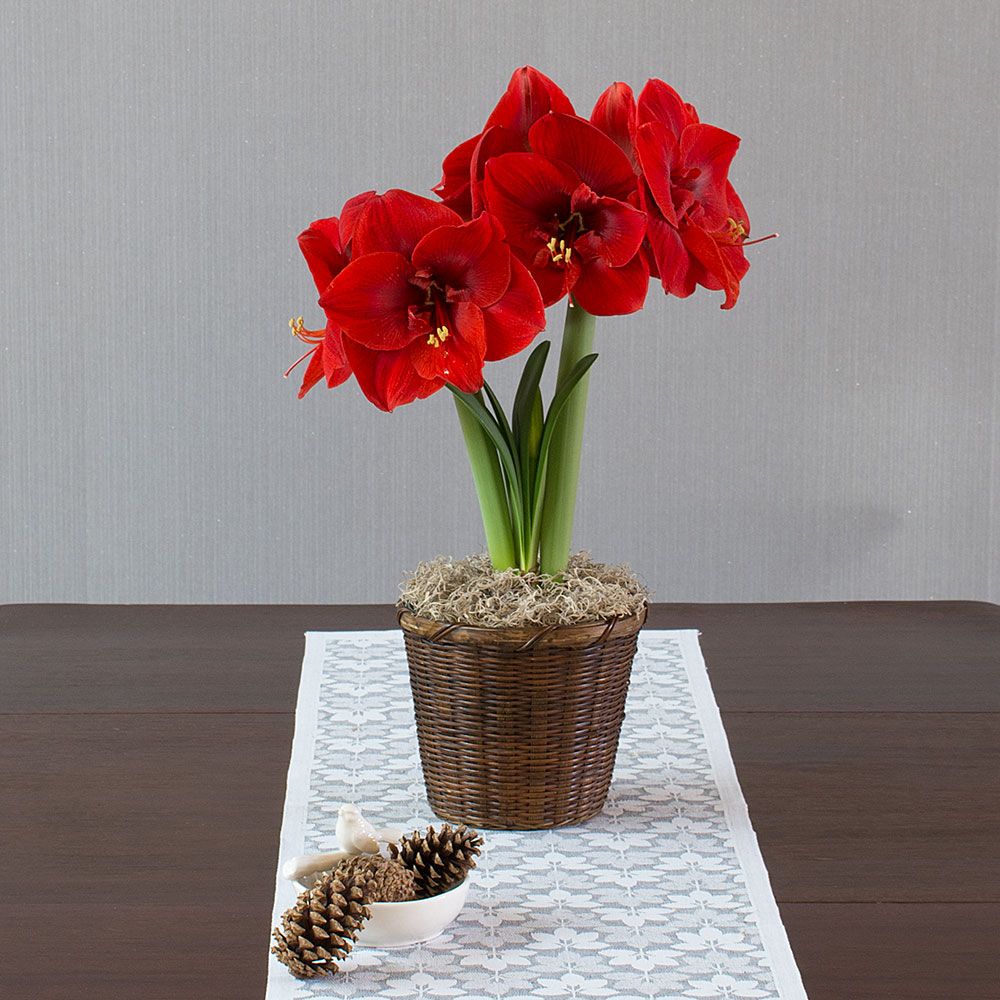 Amaryllis Merry Christmas®