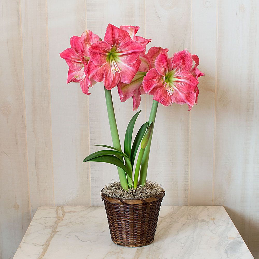 Candy Floss Amaryllis Single in Spring Bicycle Pot Amaryllis Hippeastrum  Blooms Species Growing Bonsai Bulbs Roots Rhizomes Corms Tubers Potted  Planting Reblooming Fragrant Garden Flower Seeds Plant