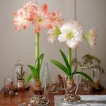 Amaryllis Bulbs In Glass