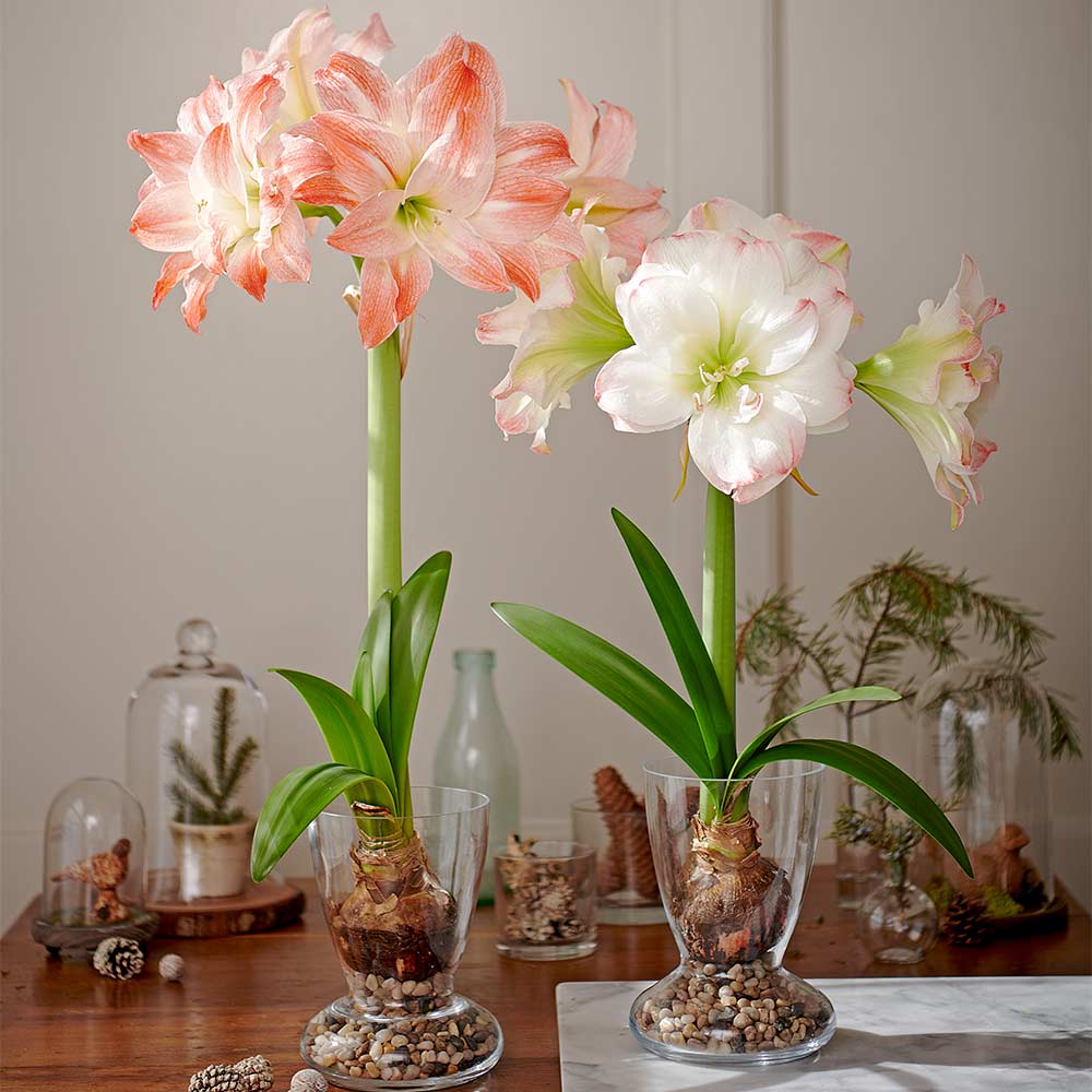Amadeus Amaryllis Duo, two bulbs with two Dutch hurricane vase kits